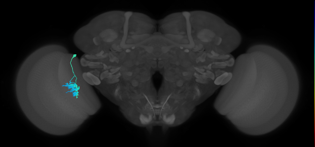 Dm9_L (MaleCNS:224885)