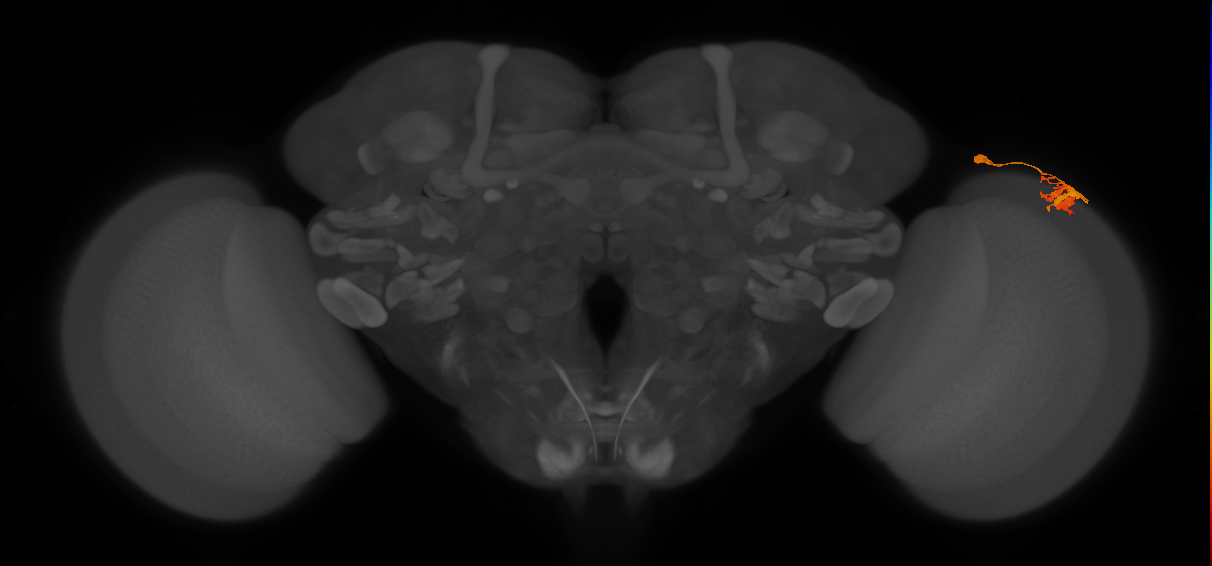 Dm9_R (MaleCNS:250082)