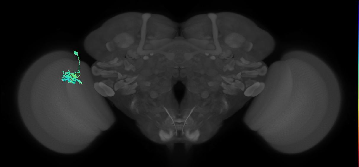 Dm9_L (MaleCNS:560624)
