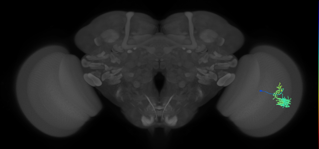 Dm9_R (MaleCNS:36034)
