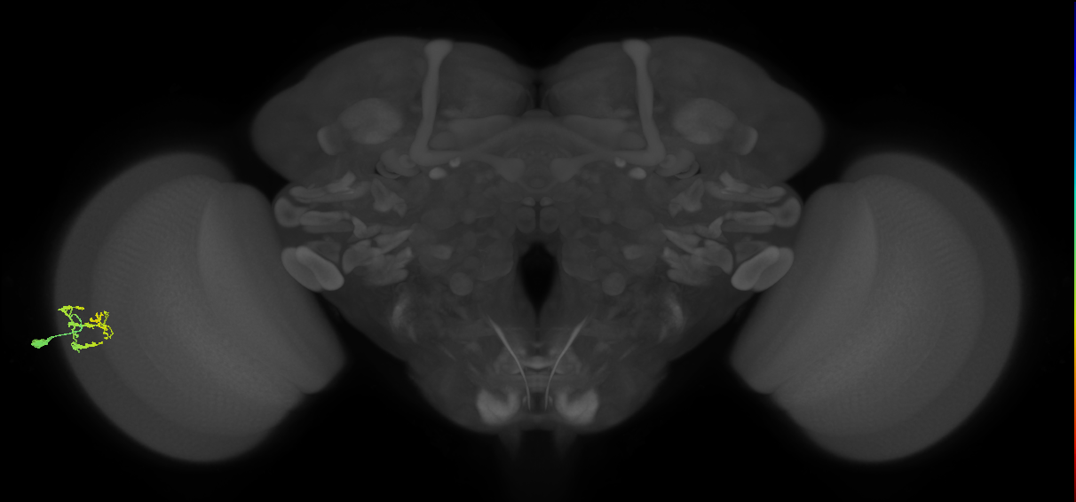 Dm9_L (MaleCNS:95636)