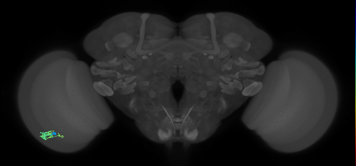 Dm9_L (MaleCNS:78867)