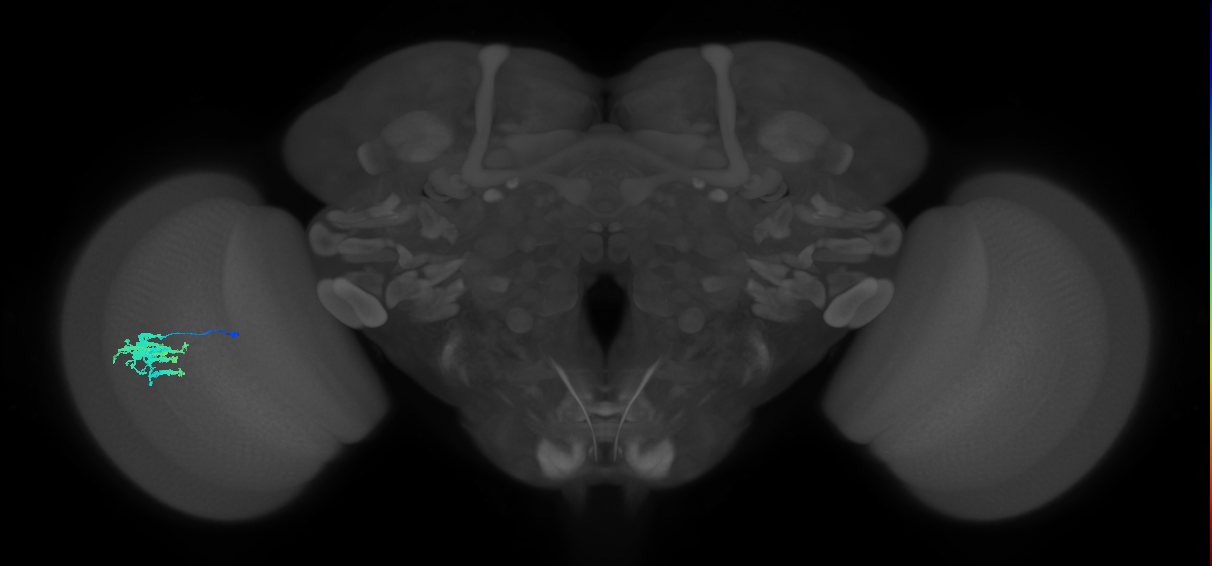 Dm9_L (MaleCNS:169128)