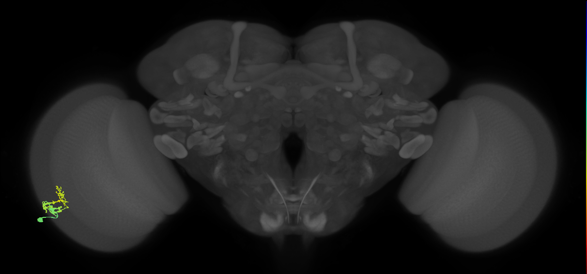 Dm9_L (MaleCNS:95391)