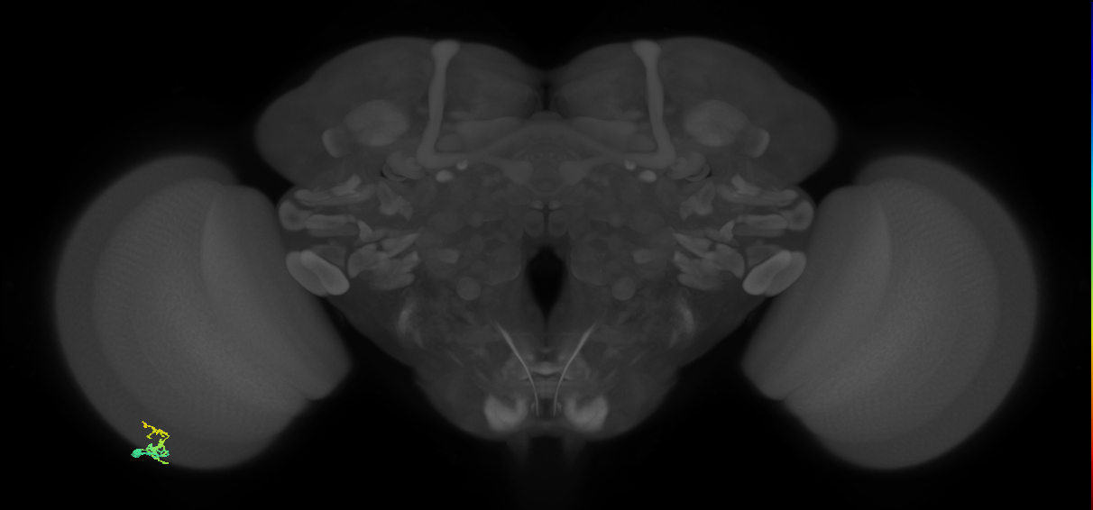 Dm9_L (MaleCNS:115473)
