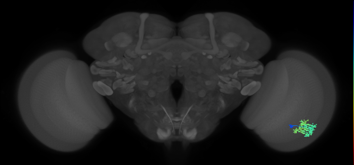 Dm9_R (MaleCNS:32533)