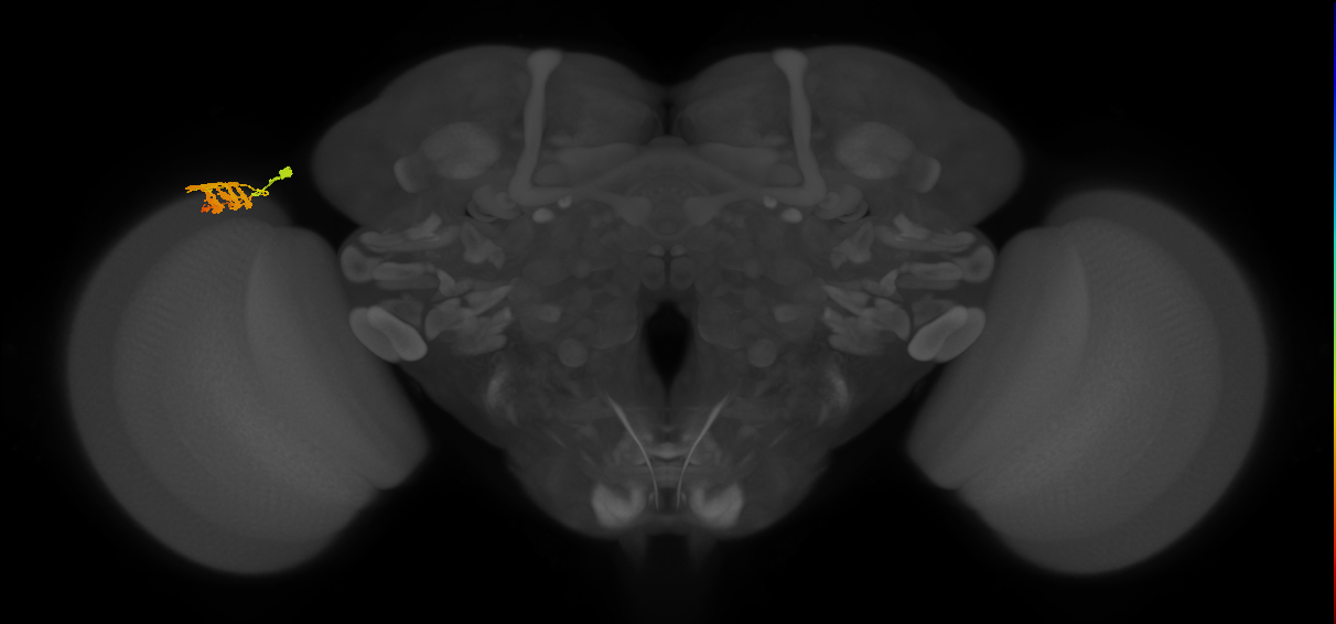 Dm9_L (MaleCNS:192562)