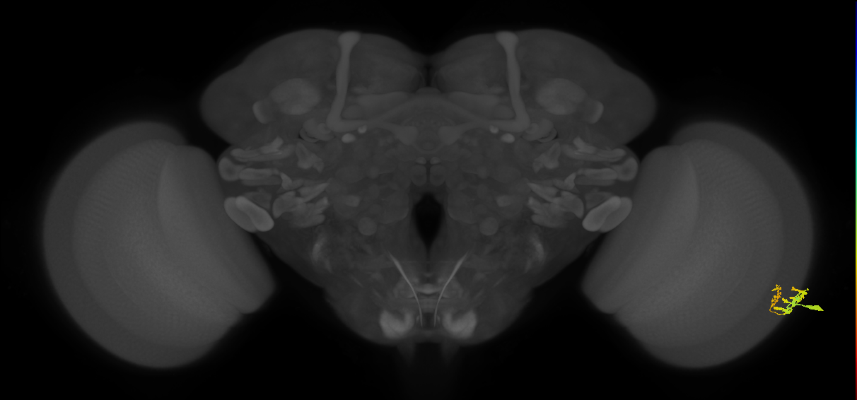 Dm9_R (MaleCNS:94931)