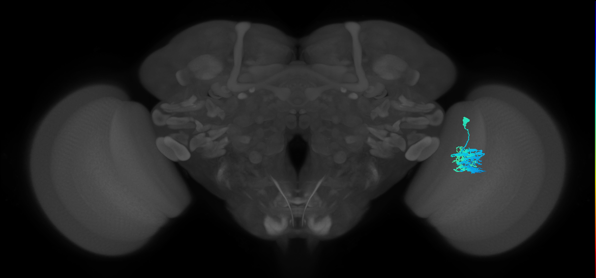 Dm9_R (MaleCNS:35637)