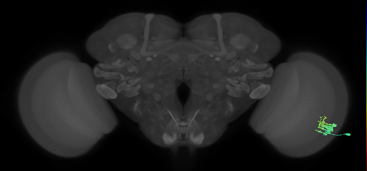 Dm9_R (MaleCNS:63318)
