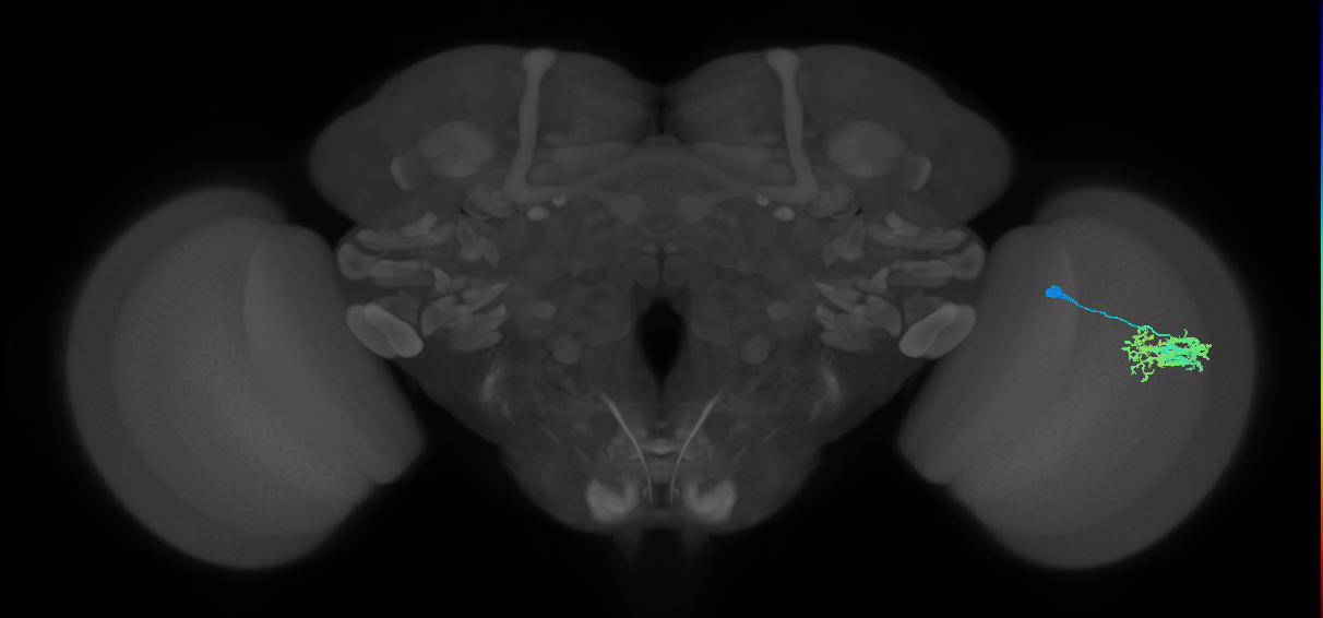 Dm9_R (MaleCNS:40520)