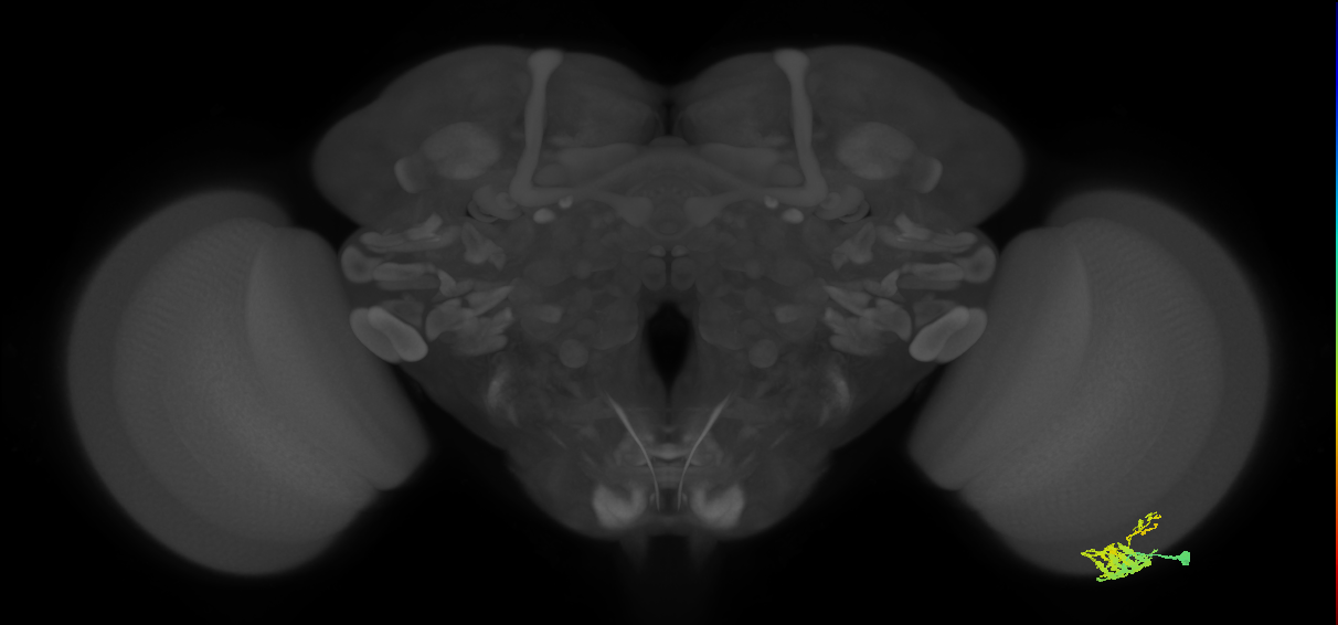 Dm9_R (MaleCNS:56001)