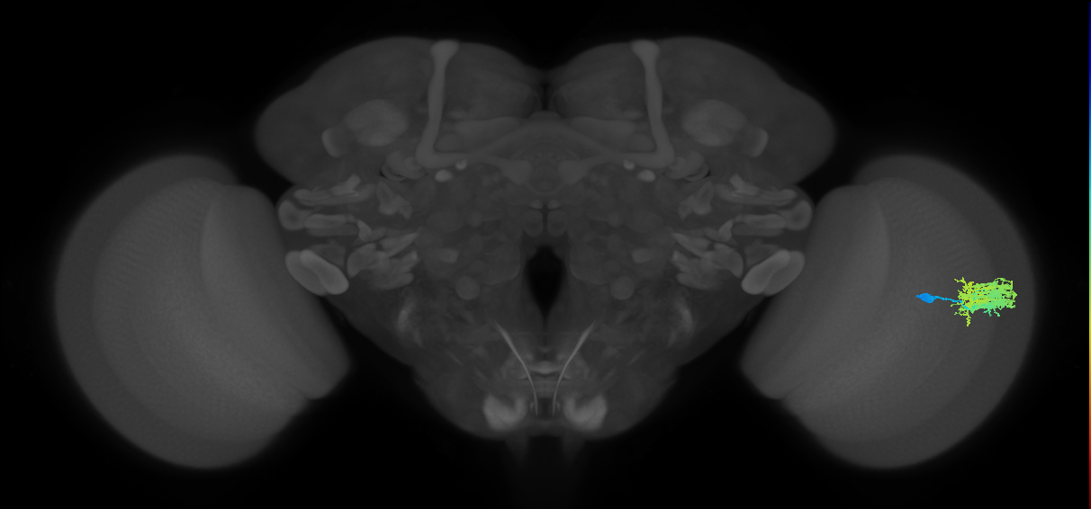 Dm9_R (MaleCNS:46370)