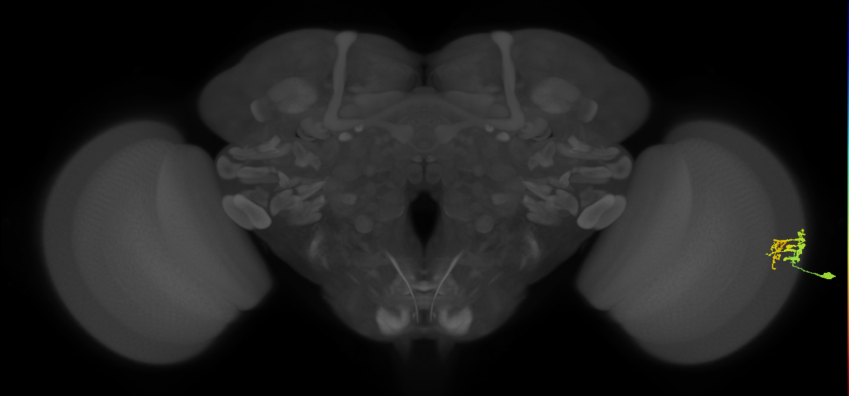 Dm9_R (MaleCNS:58110)