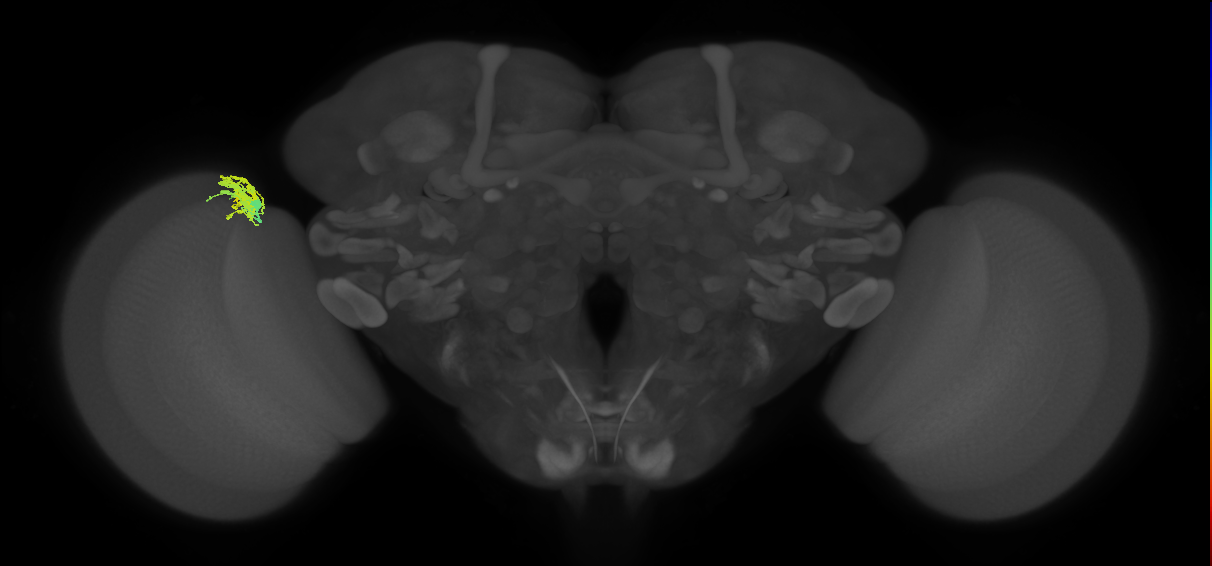 Dm9_L (MaleCNS:112490)