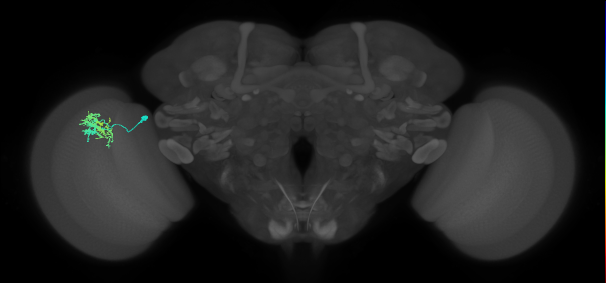 Dm9_L (MaleCNS:254855)