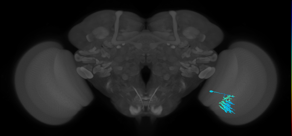 Dm9_R (MaleCNS:40270)