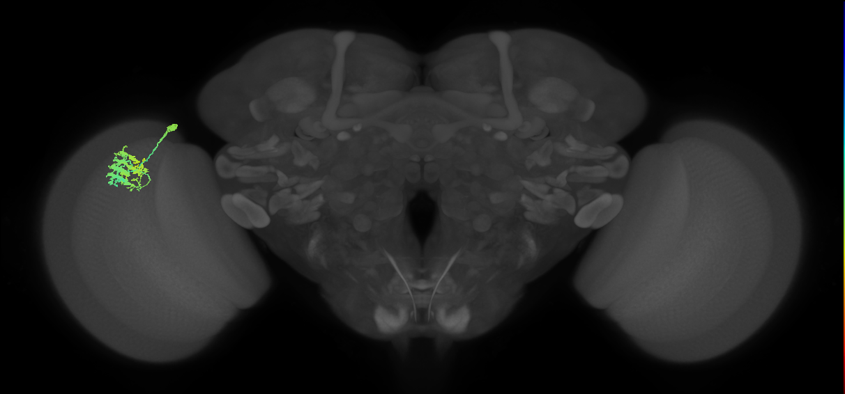 Dm9_L (MaleCNS:107186)