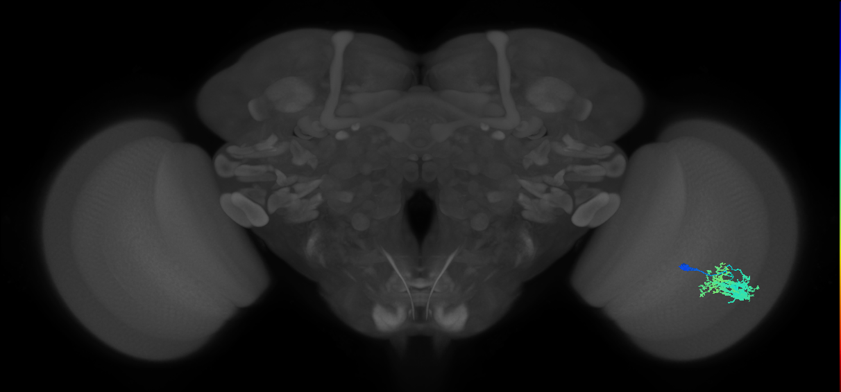 Dm9_R (MaleCNS:547424)