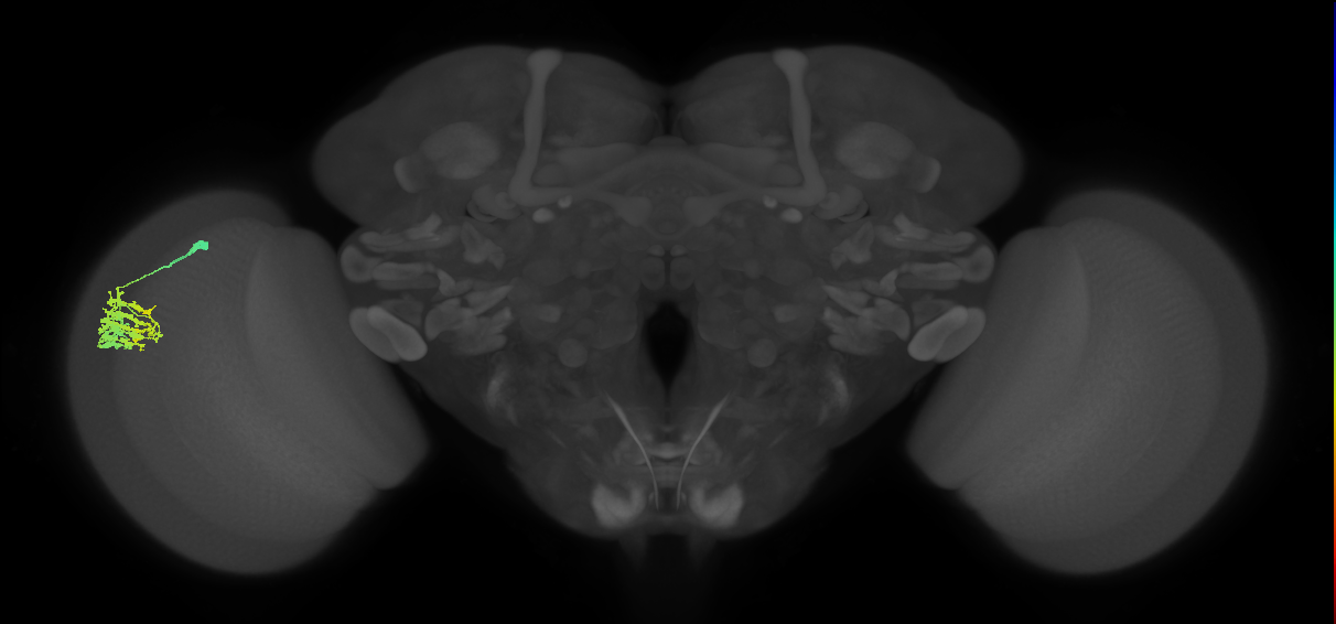 Dm9_L (MaleCNS:120648)