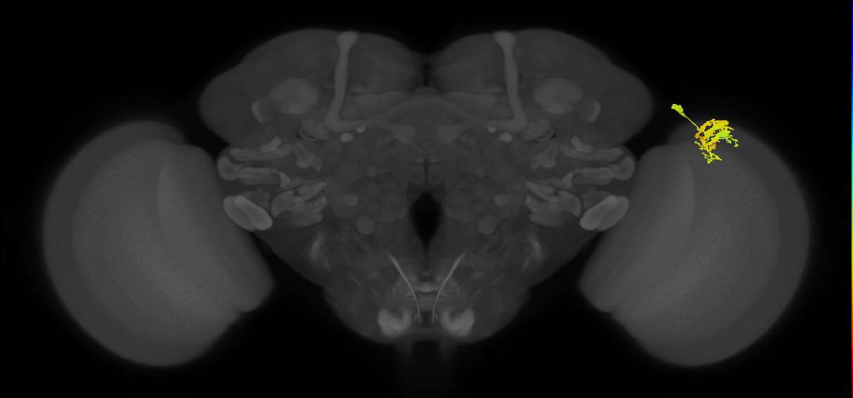 Dm9_R (MaleCNS:28667)