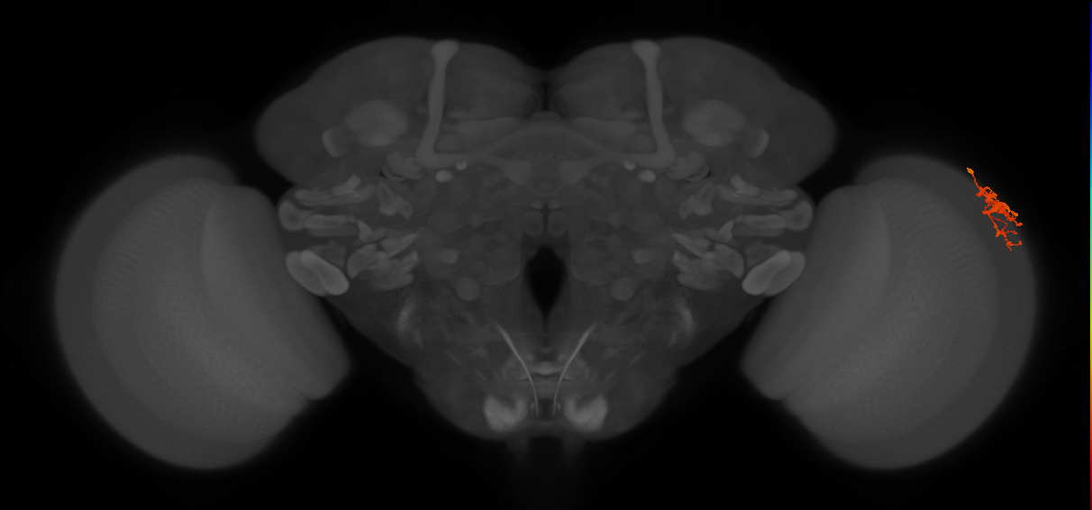 Dm9_R (MaleCNS:67170)