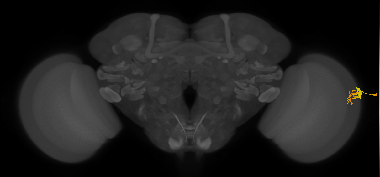 Dm9_R (MaleCNS:105047)