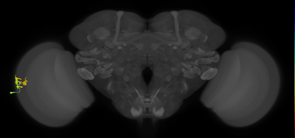Dm9_L (MaleCNS:83532)