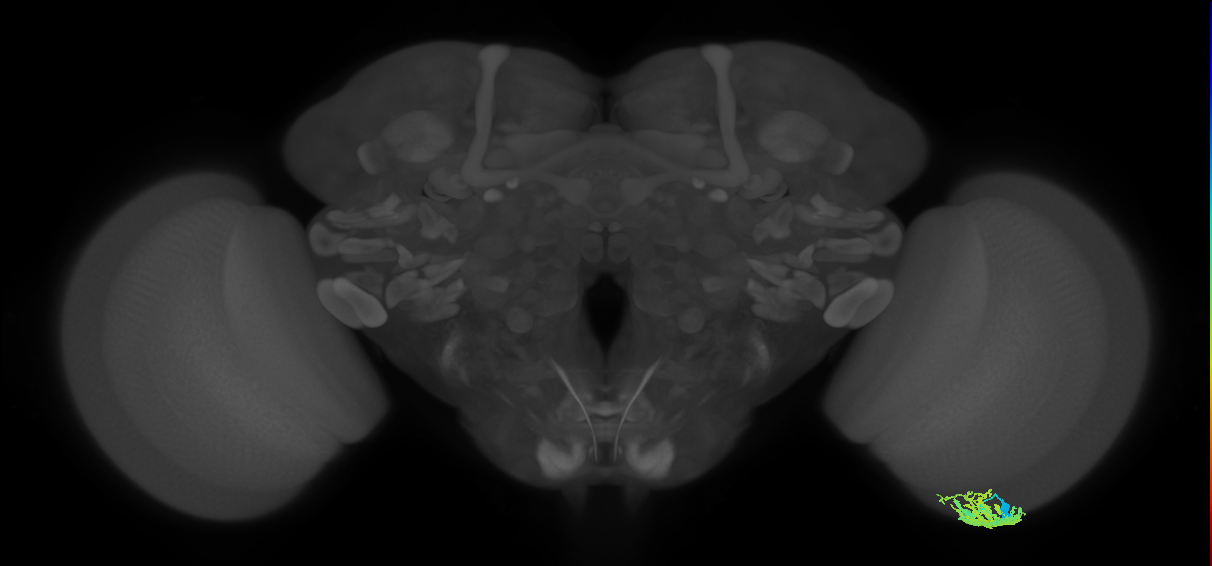 Dm9_R (MaleCNS:34017)