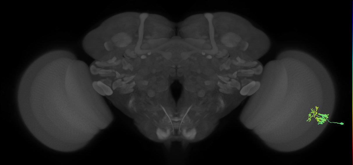 Dm9_R (MaleCNS:77895)