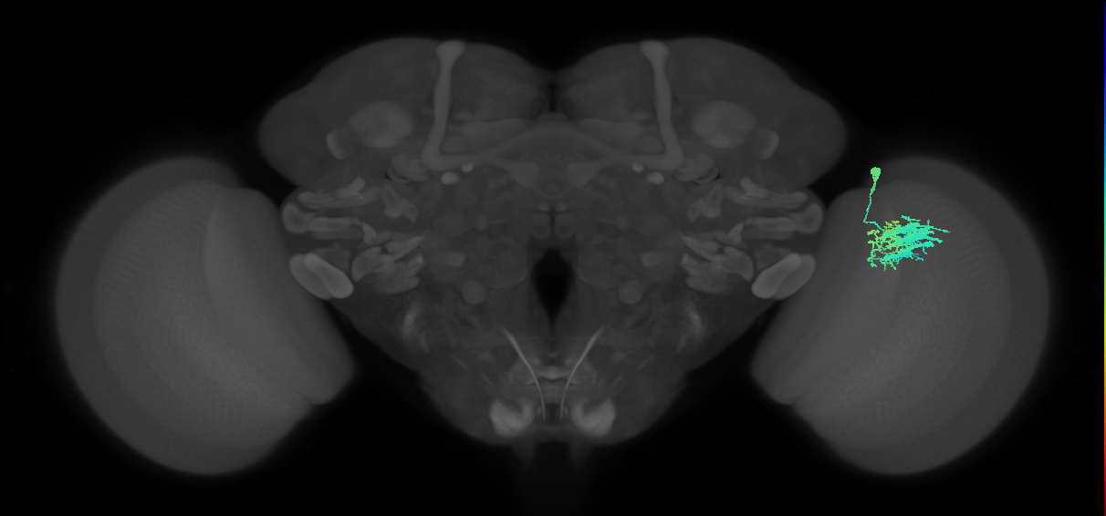 Dm9_R (MaleCNS:35163)