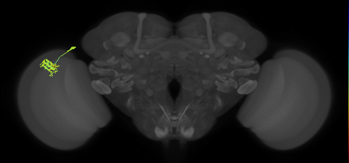 Dm9_L (MaleCNS:96070)