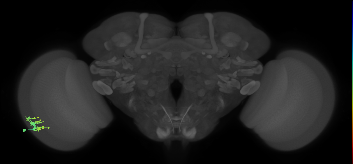 Dm9_L (MaleCNS:95856)