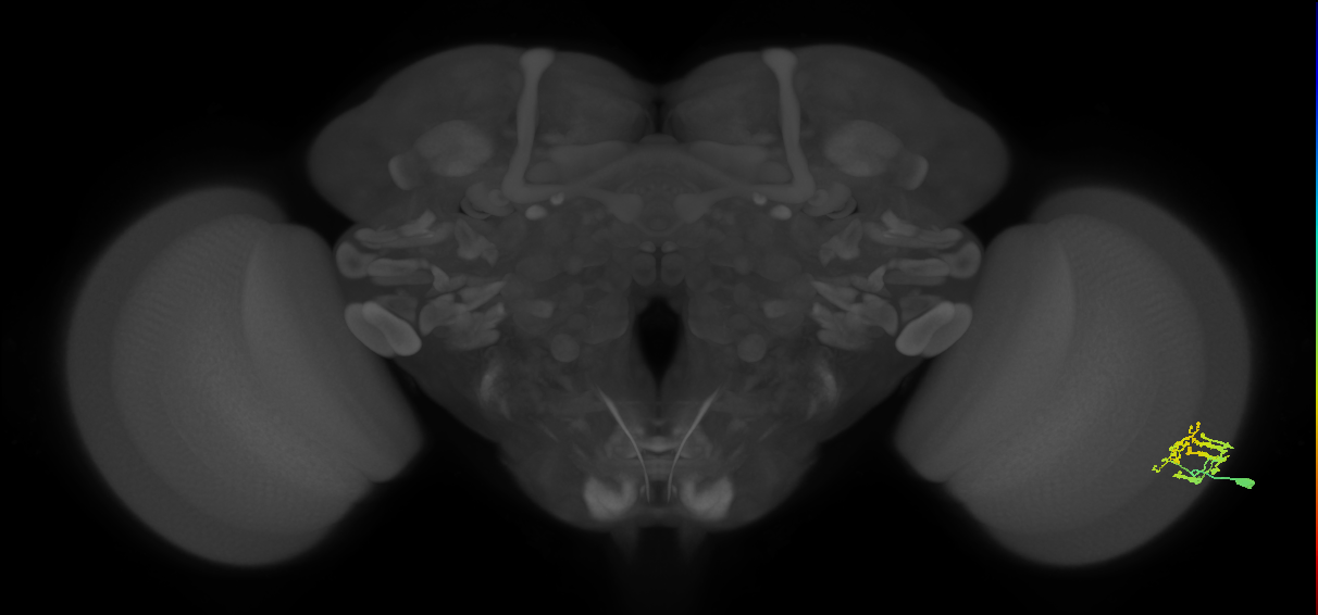 Dm9_R (MaleCNS:87226)