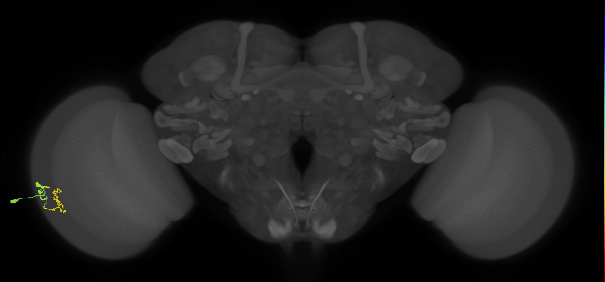 Dm9_L (MaleCNS:128632)