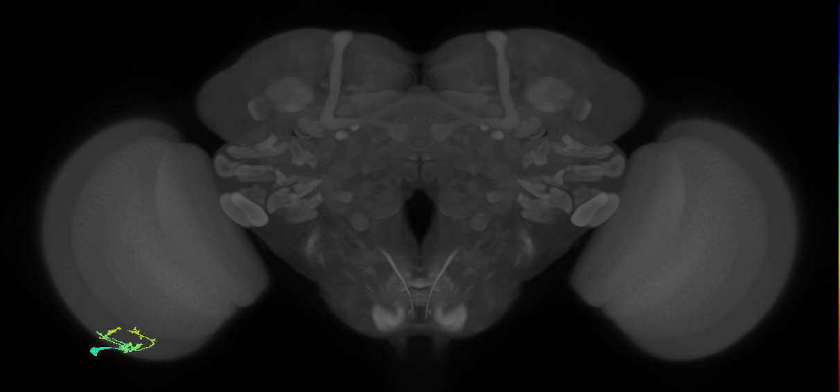 Dm9_L (MaleCNS:94027)