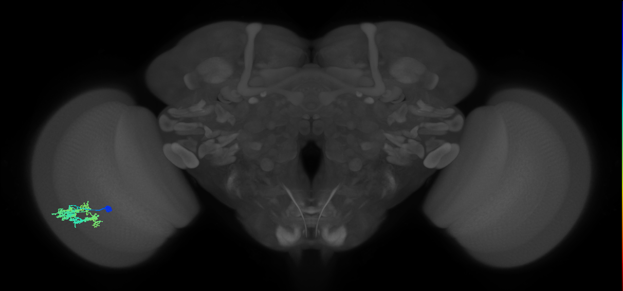 Dm9_L (MaleCNS:89280)