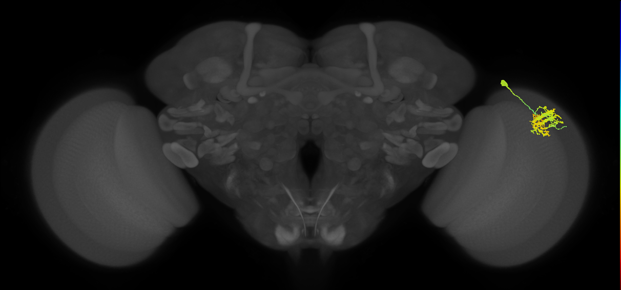 Dm9_R (MaleCNS:34376)