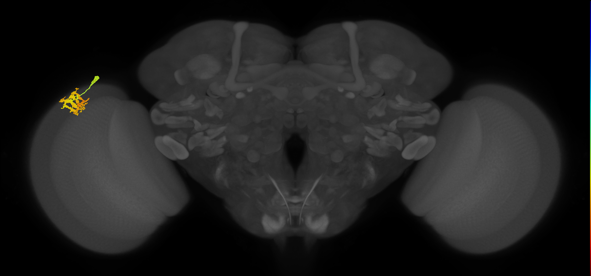 Dm9_L (MaleCNS:52435)