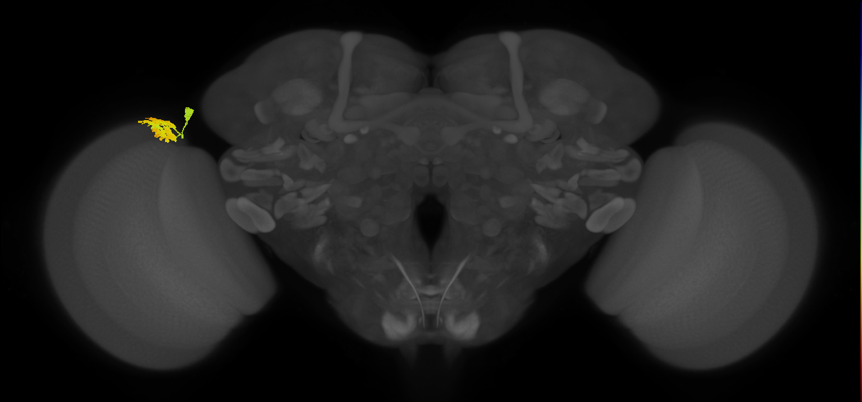 Dm9_L (MaleCNS:53445)