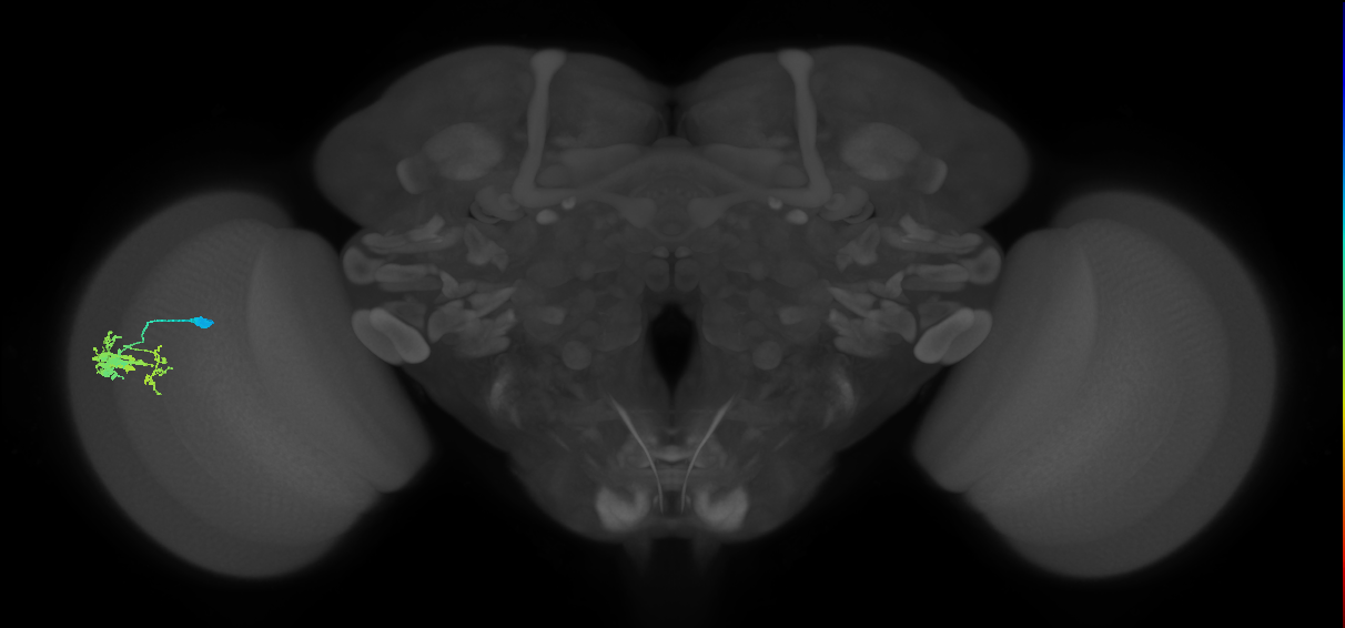 Dm9_L (MaleCNS:85352)