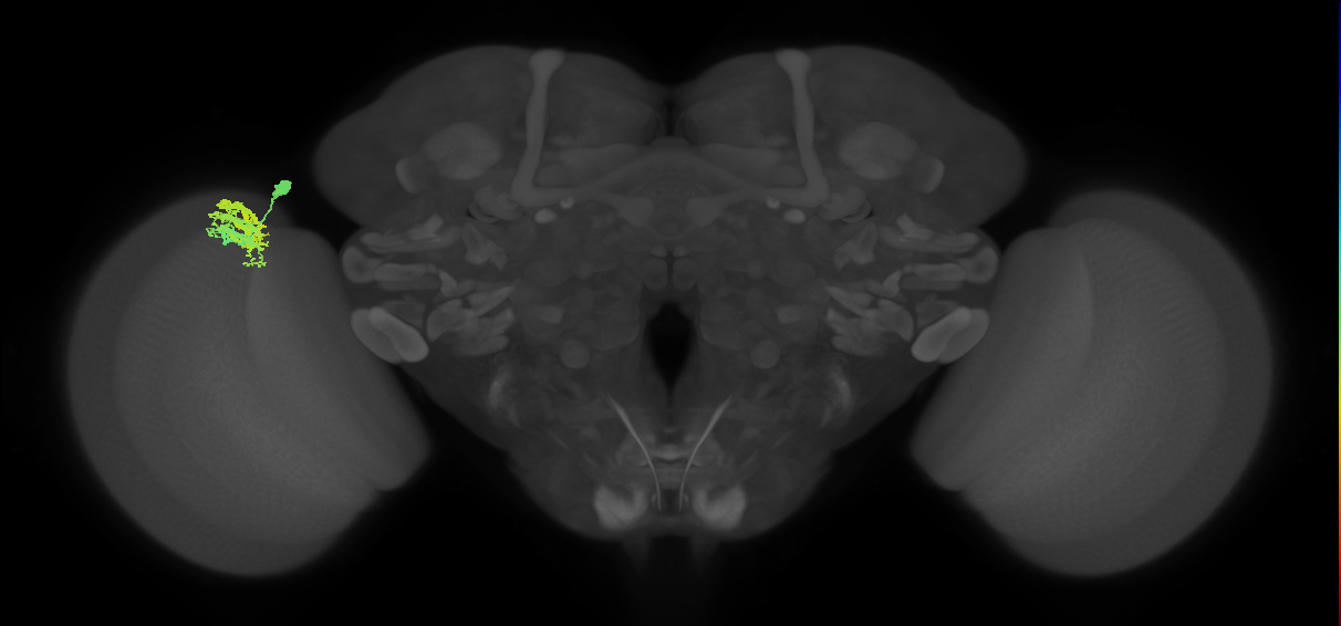 Dm9_L (MaleCNS:101046)