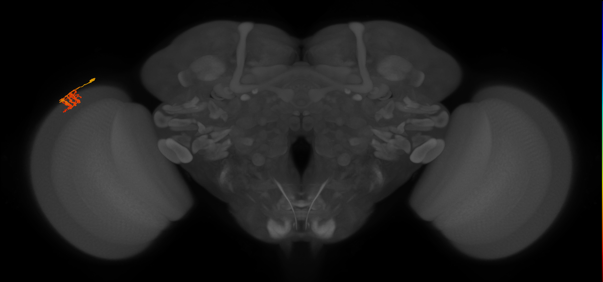 Dm9_L (MaleCNS:134259)