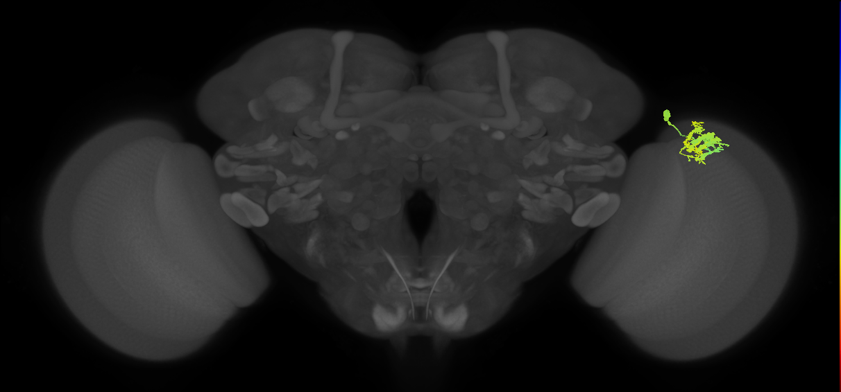 Dm9_R (MaleCNS:48602)