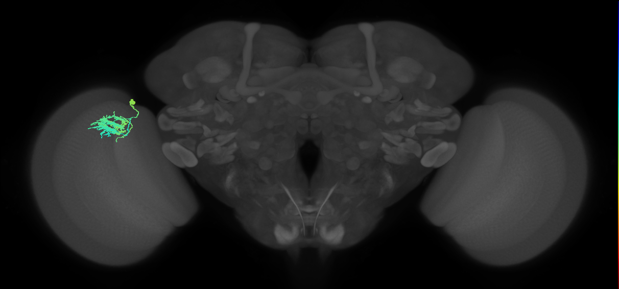 Dm9_L (MaleCNS:97377)