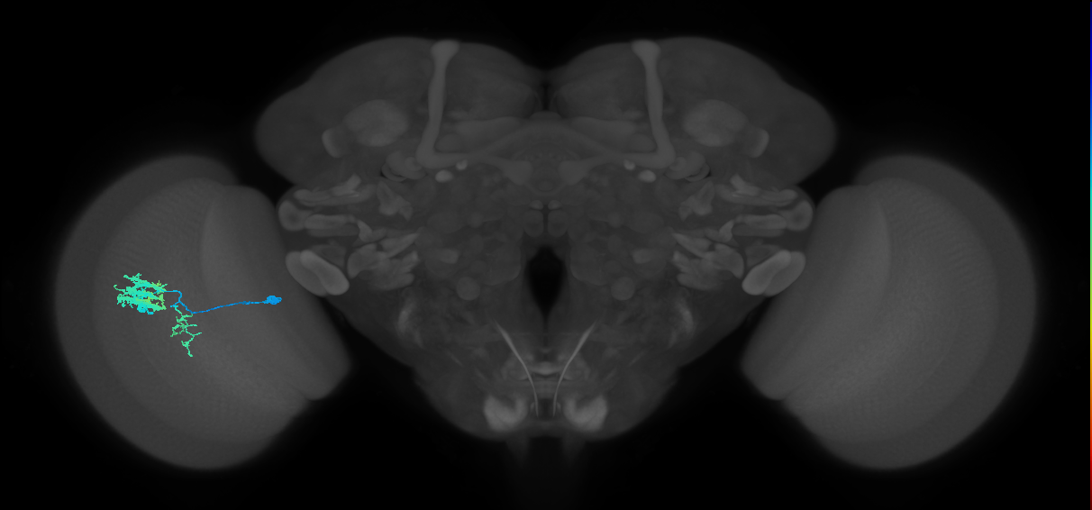 Dm9_L (MaleCNS:87854)