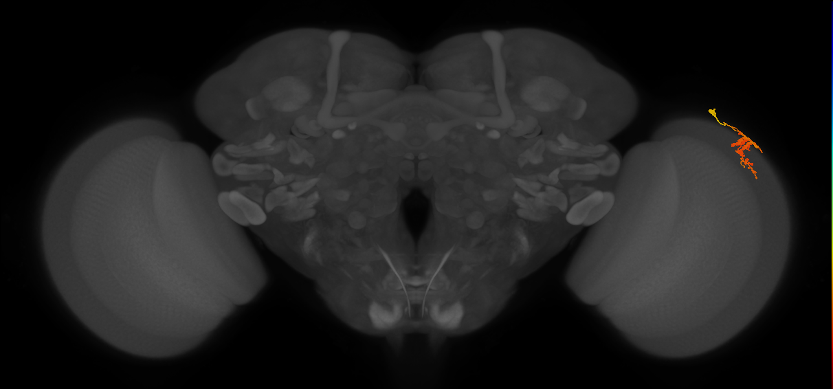 Dm9_R (MaleCNS:63717)