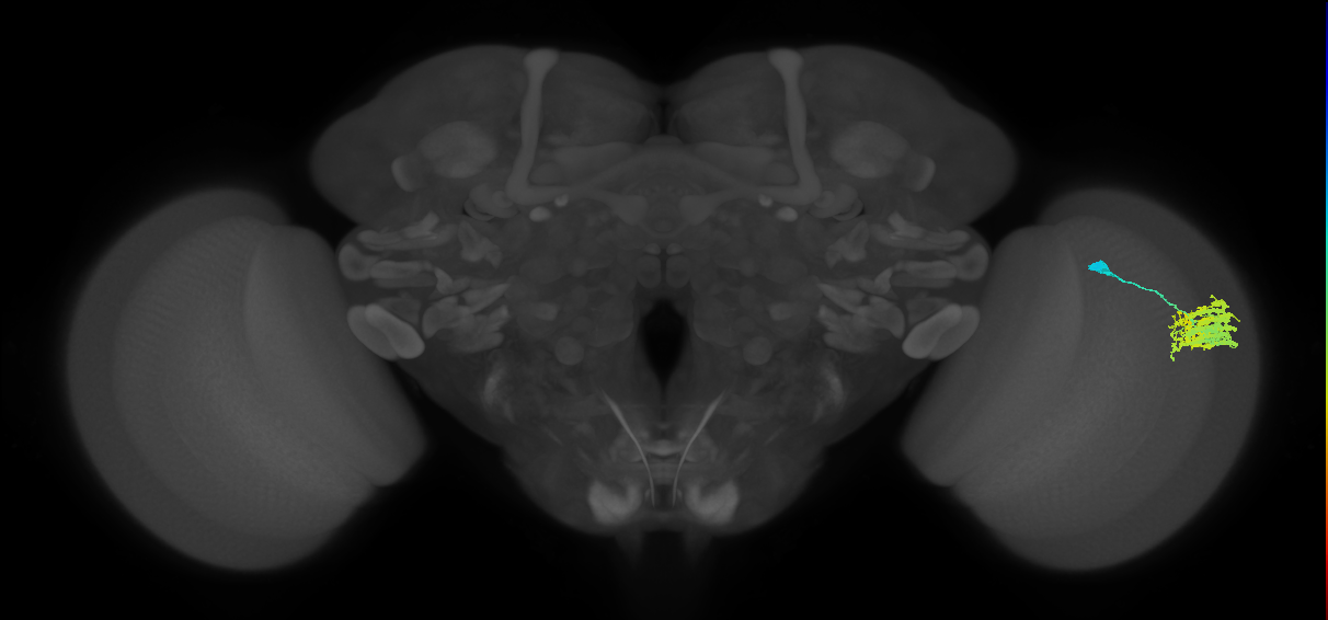 Dm9_R (MaleCNS:43528)