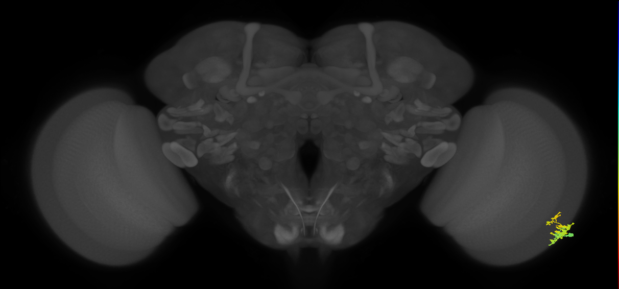 Dm9_R (MaleCNS:72819)