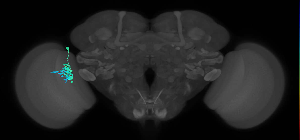 Dm9_L (MaleCNS:174245)